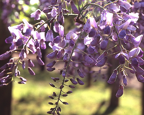 紫藤花花期一般在每年的4月至5月。