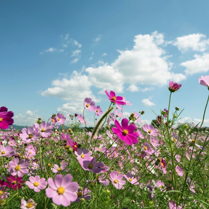 初秋絕對係波斯菊的天下！