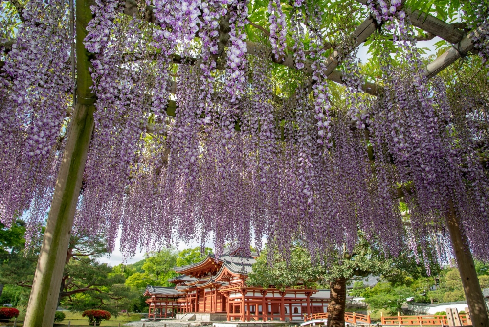 日本紫藤花景點推薦：宇治平等院 
