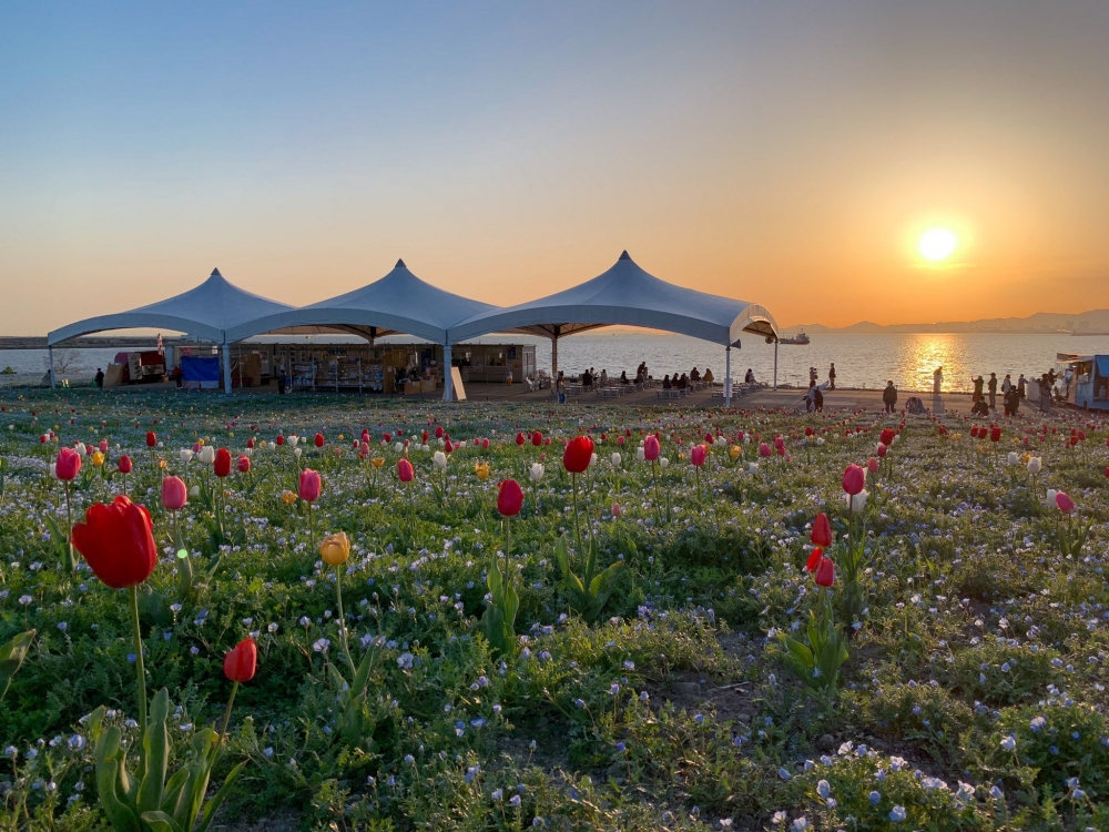 另外仲有藏在粉蝶花田中不同顏色的鬱金香～