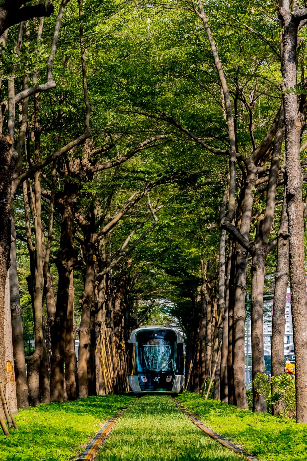 輕軌穿梭在綠色隧道,感覺好像進入了宮崎駿的《龍貓》場景~