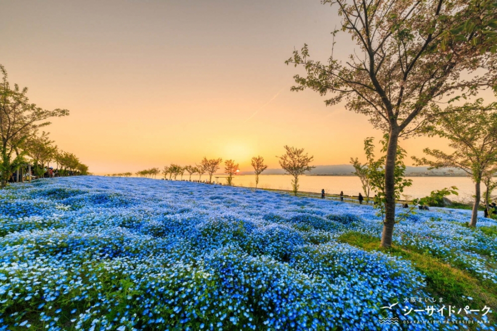 不同於藍天白雲下的粉蝶花海，黃昏時的景色又呈現出不同的風情～