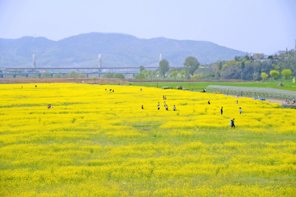 河中島的油菜花田周邊幾乎沒有建築遮擋景色,一望無際的花海超震撼!