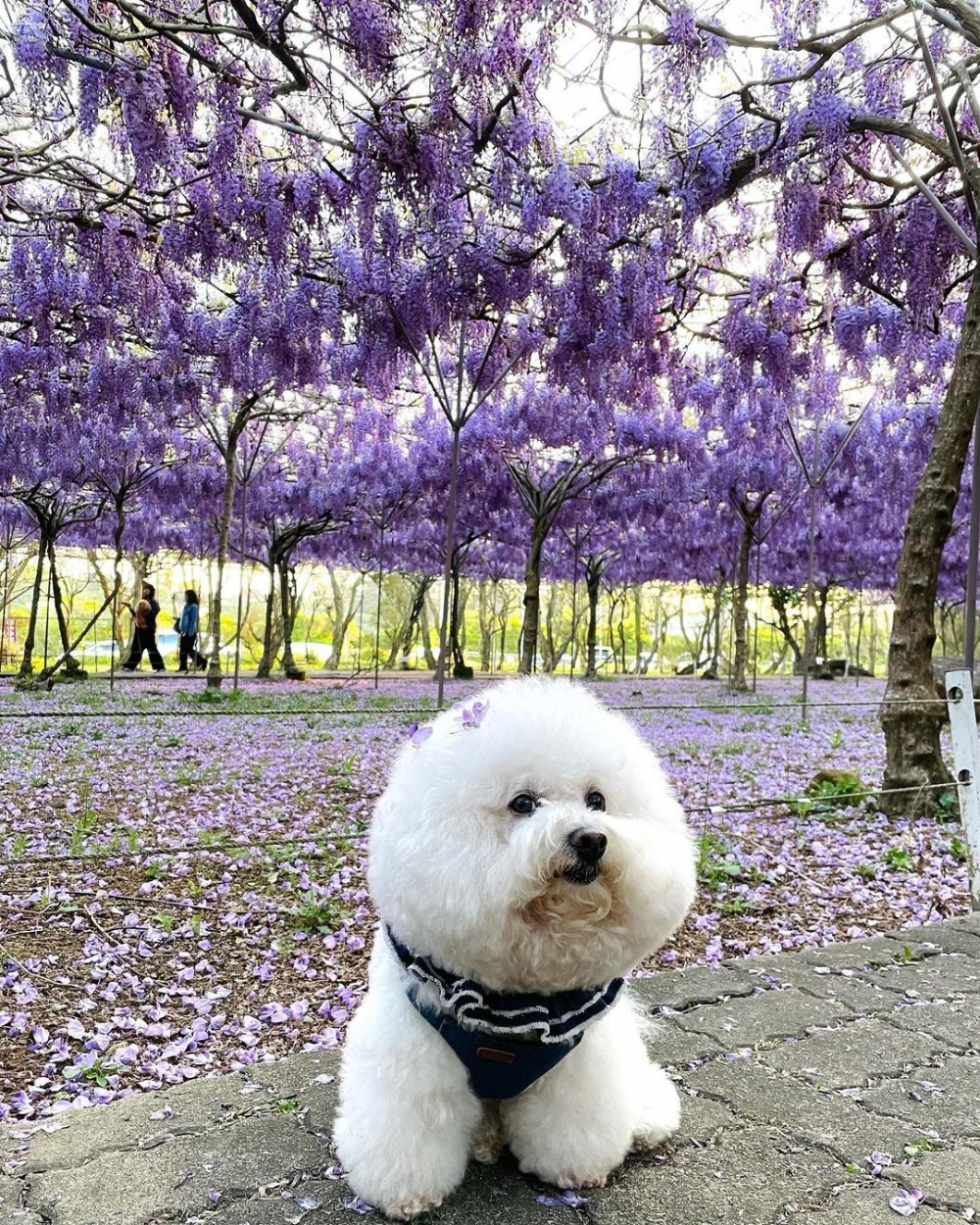 二號園區不但允許攜帶外食，仲可以帶同寵物一起賞花！
