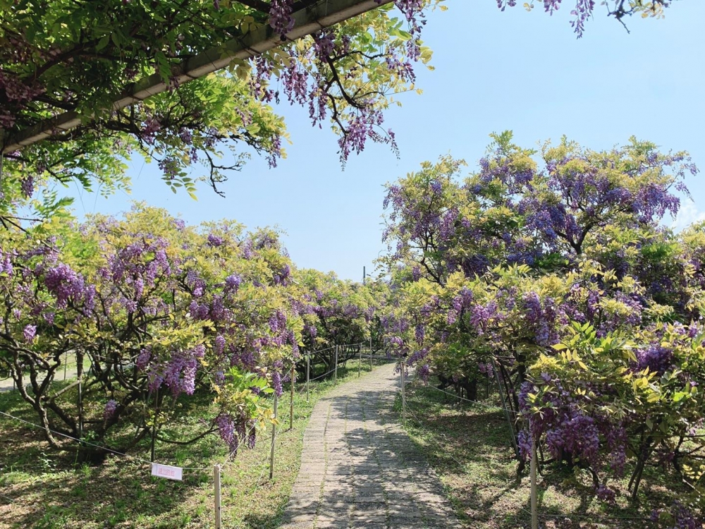 建議大家可以乘搭公眾交通或的士前往紫藤咖啡園，比起自駕停車更方便容易！