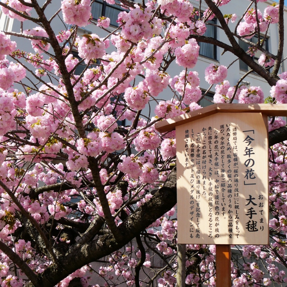 2024年的年度代表之花是「大手鞠」!