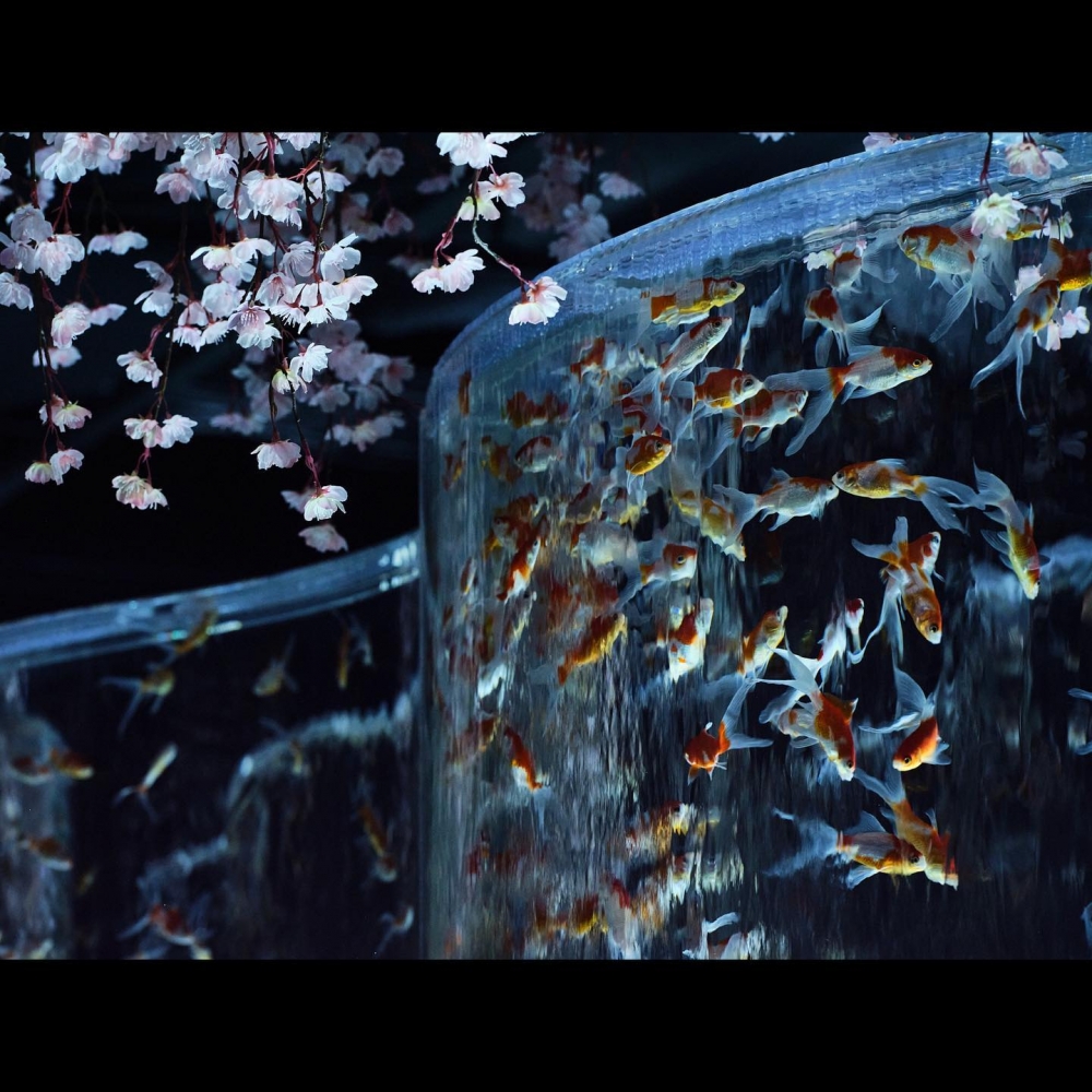 「非常櫻～SAKURA Special～」以春天的櫻花為主題，並結合金魚元素，打造沈浸式的獨特賞櫻體驗～