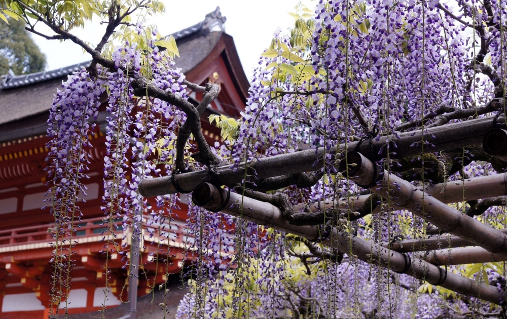 日本紫藤花景點推薦：春日大社神苑
