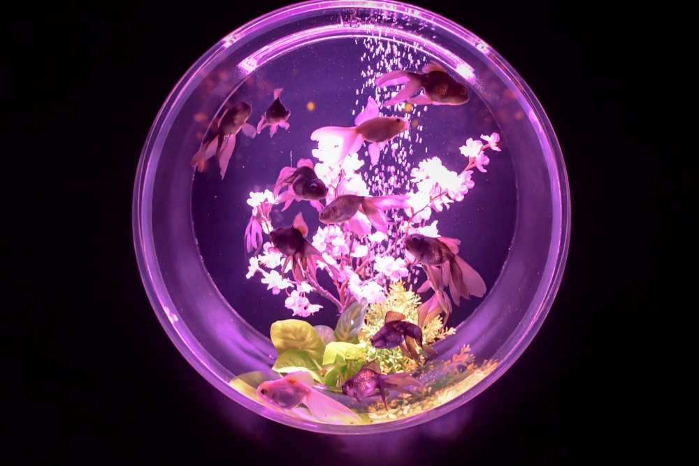 裡面展現了較為罕見的金魚～