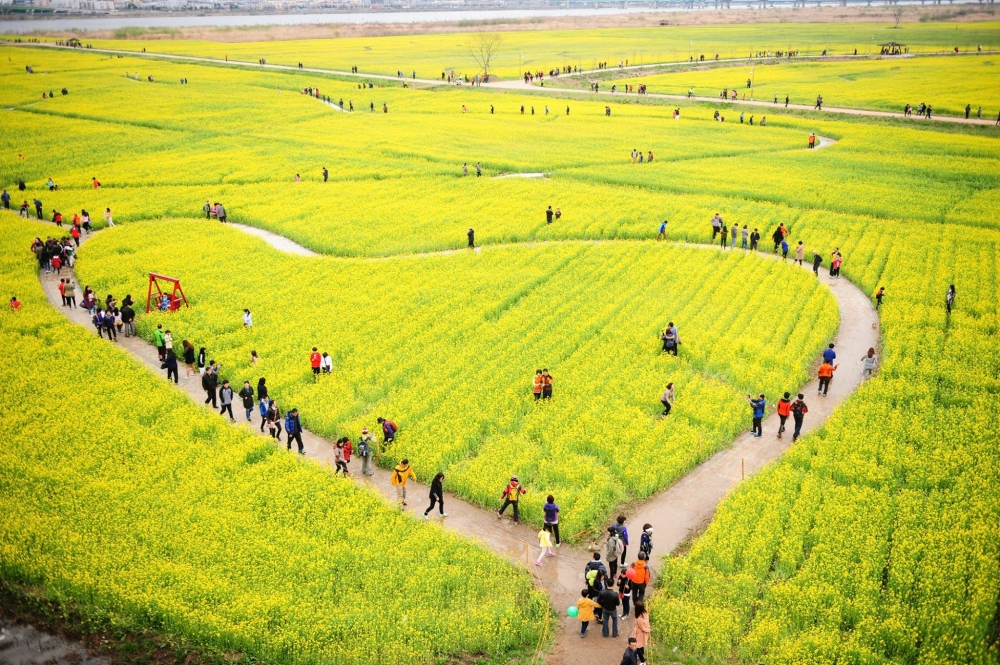 韓國油菜花熱點推薦:大渚生態公園