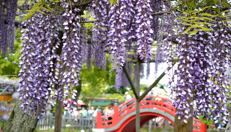 日本紫藤花景點推薦：龜戶天神社