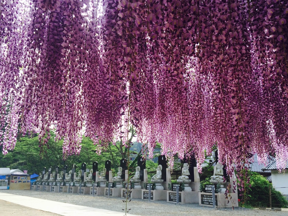 日本紫藤花景點推薦：白毫寺 