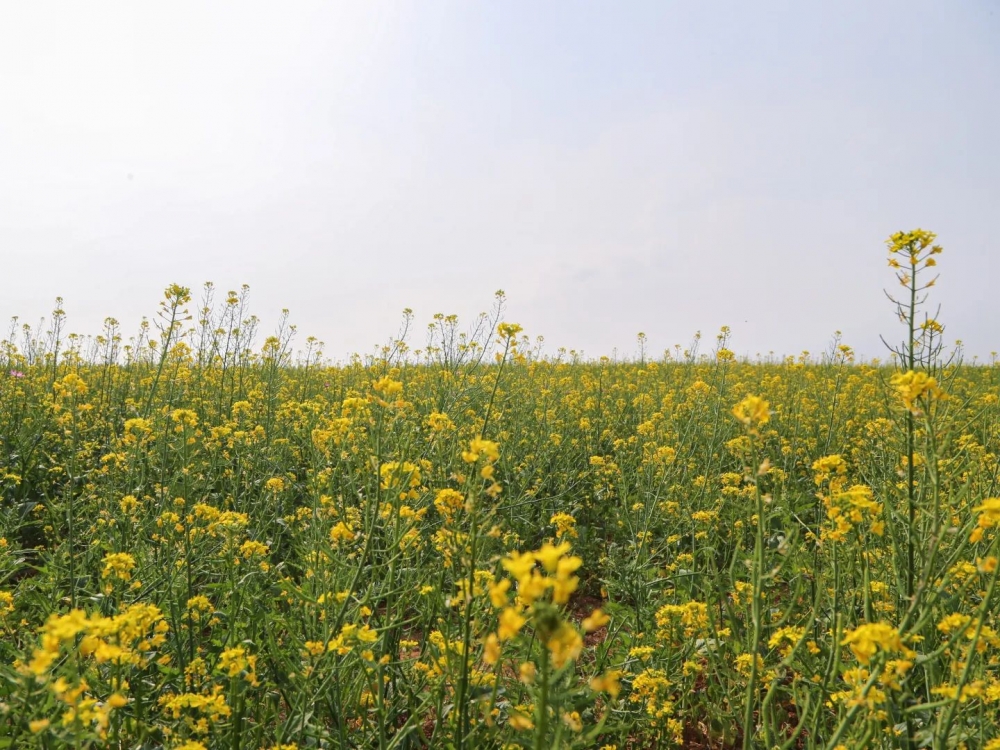 韓國油菜花熱點推薦:農協安城牧場