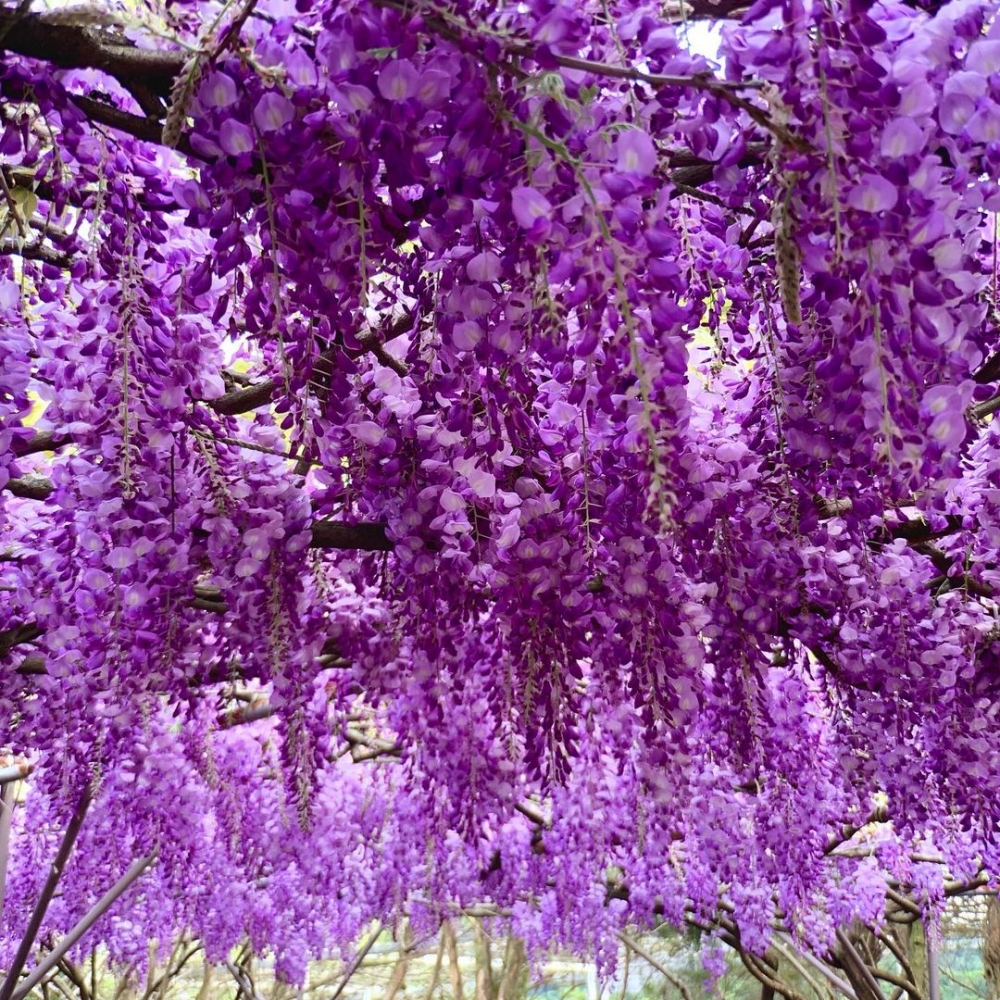 紫藤花乍看之下好像一串串葡萄！