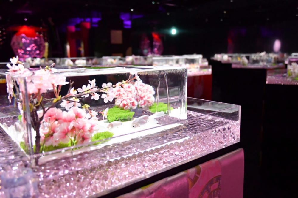 新金魚品評-櫻色光輝。