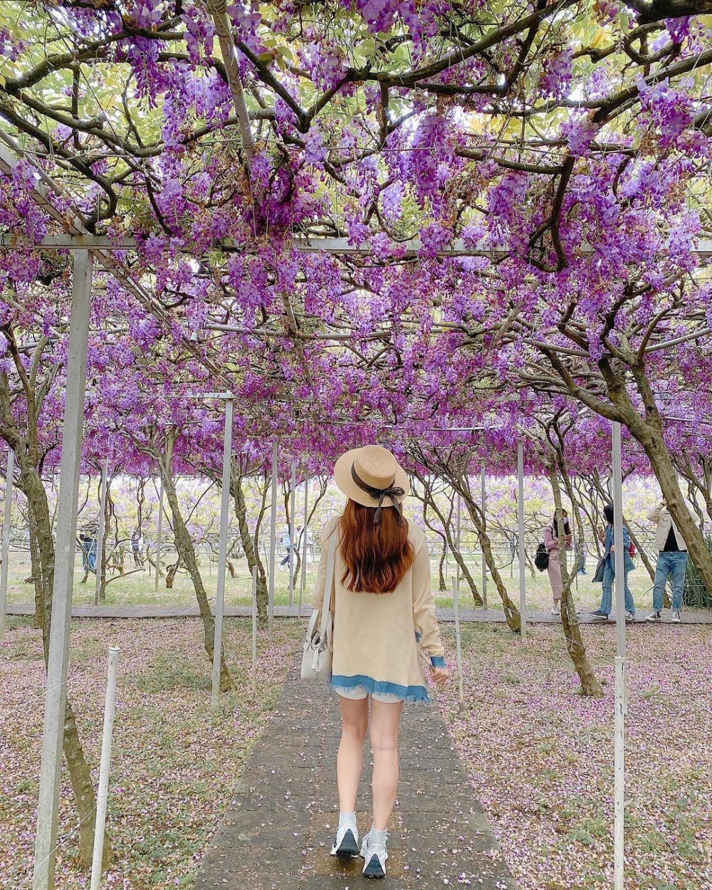 一號園區種植了樹齡30年以上的日本品種紫藤樹。