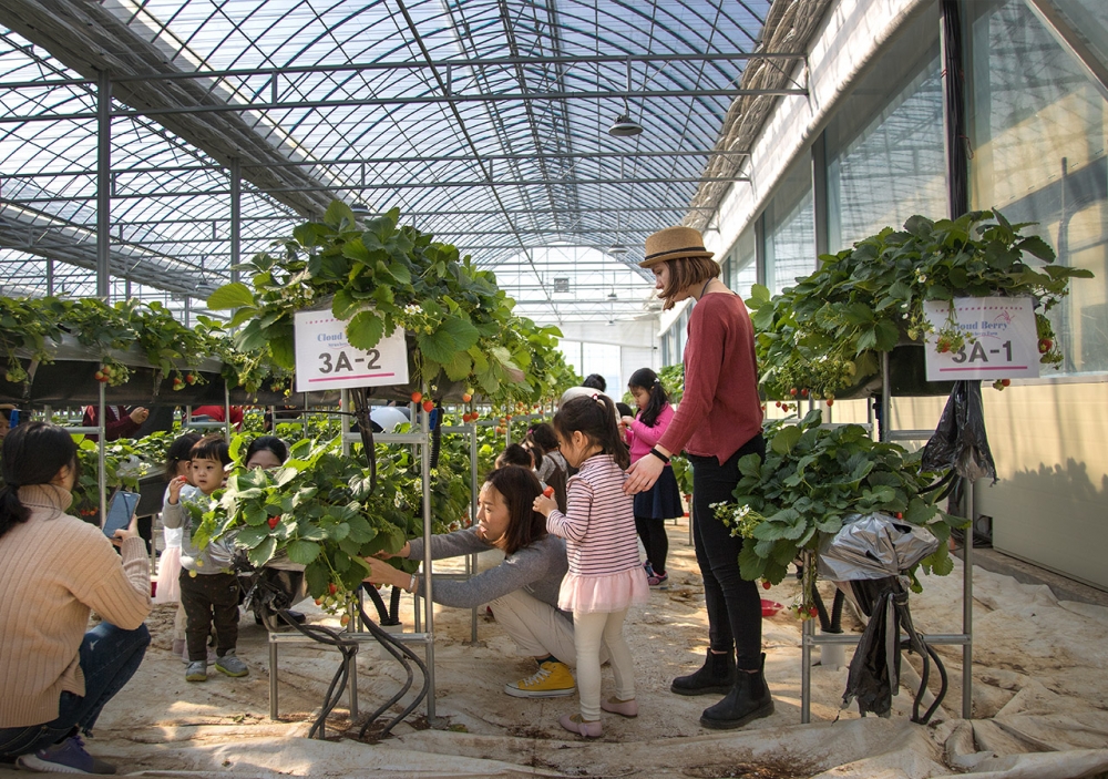 Cloud Berry係一間士多啤梨主題智能農場。