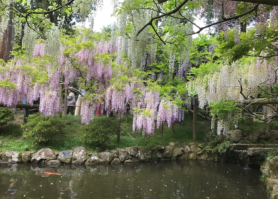 春日大社神苑種植了樹齡約800年的超古老砂藤樹。