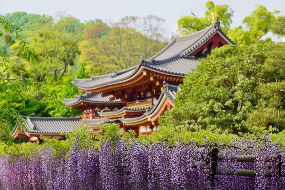 宇治平等院內的紫藤花在古色古香的建築襯托下，充滿詩意～
