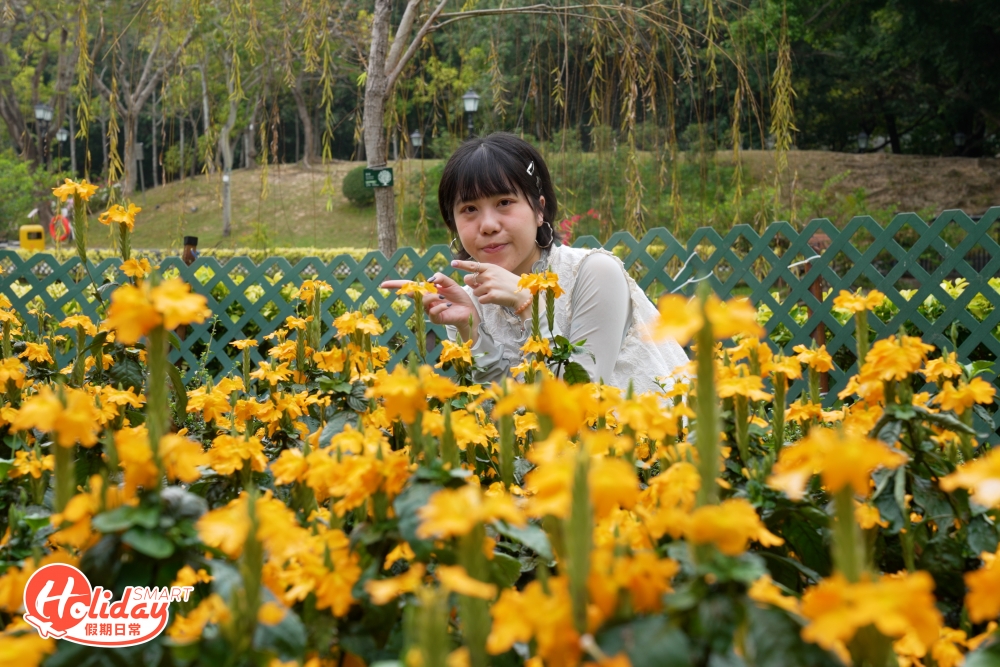公園內不同角落亦有其他品種的花朵盛開，景色相當怡人。