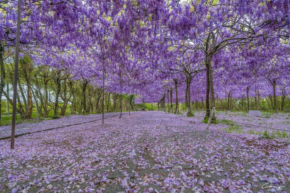 位於淡水的「紫藤咖啡園」係台灣最大的紫藤花園，佔地逾萬坪！
