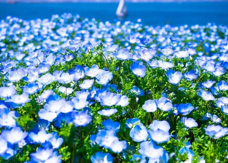 天藍色的粉蝶花擁有「天空之花」美稱～