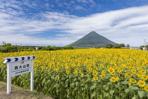 8月可以睇到大片嘅太陽花海!
