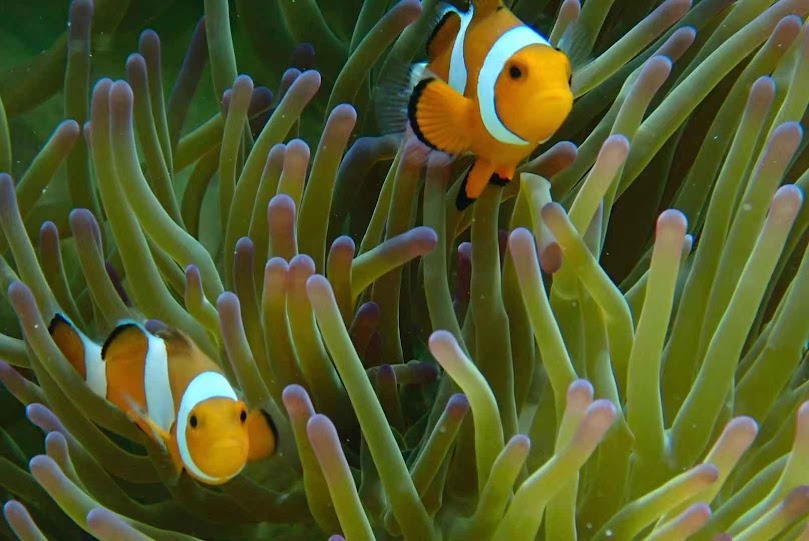 在海裡面可以見到各種魚類～