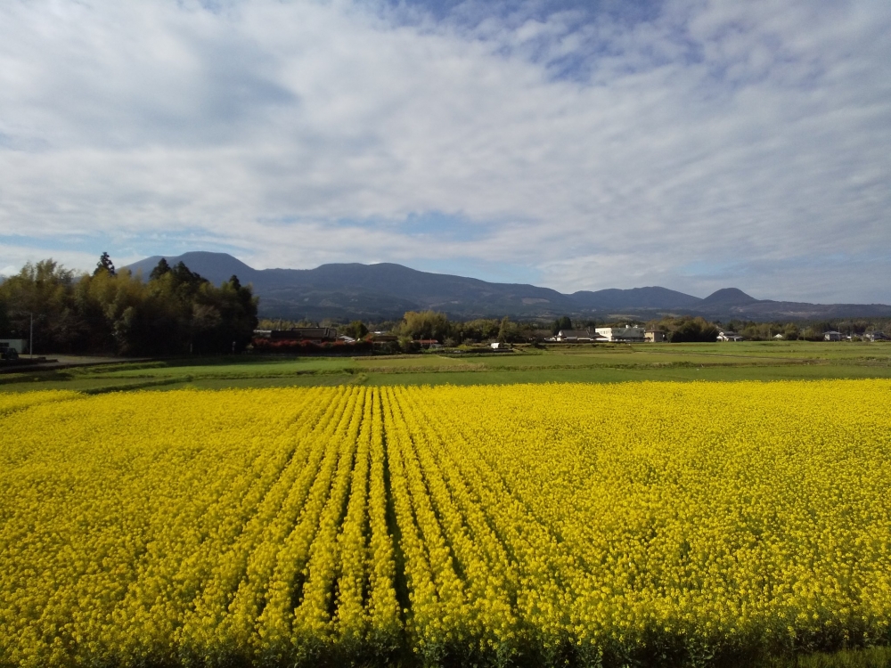 12月中旬至2月可以見到黃色嘅油菜花花海。