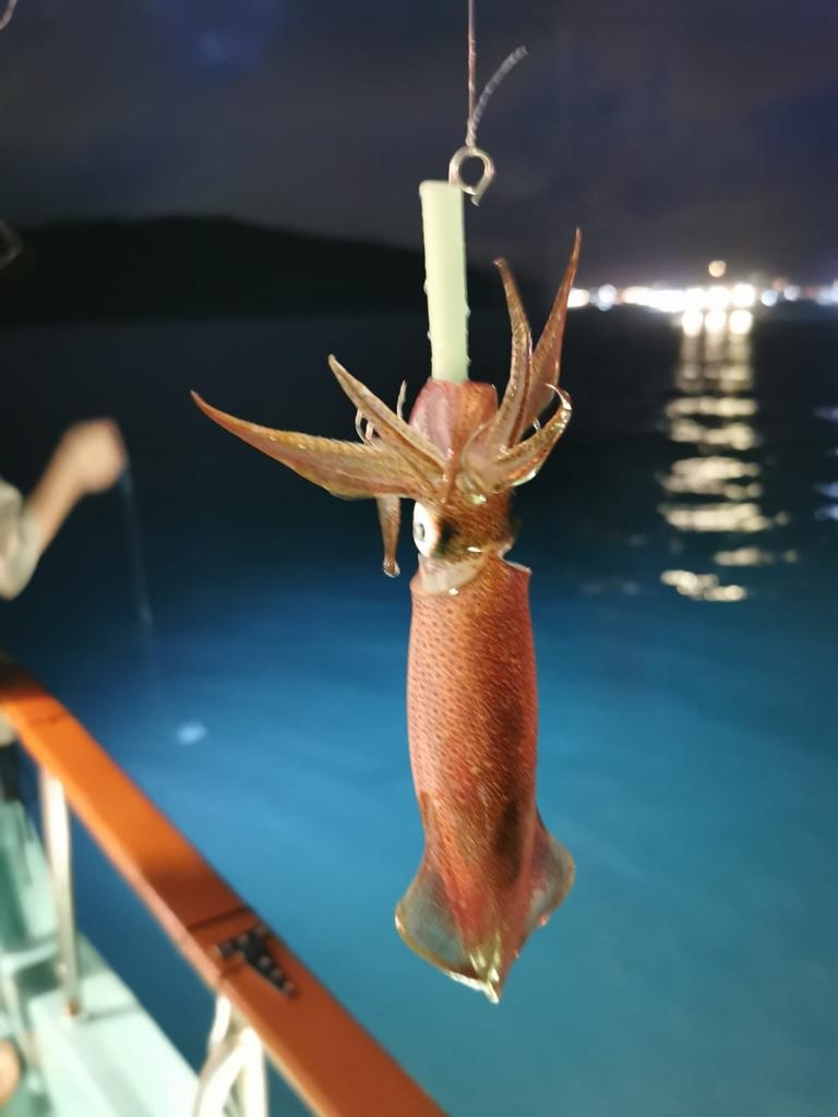 TapNow消費券優惠：日落出海遊＋chok墨魚之旅