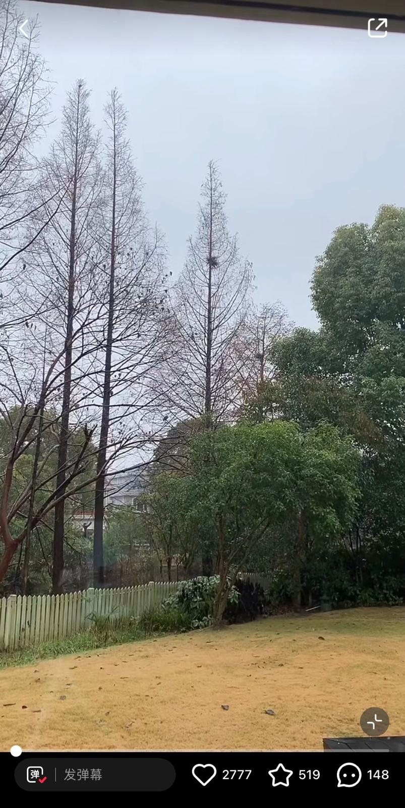 吳千語上海豪宅中大範圍嘅庭院。