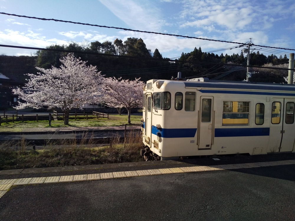 撞正車站櫻花盛開嘅時候,仲可以影到櫻花同列車同框嘅美景!
