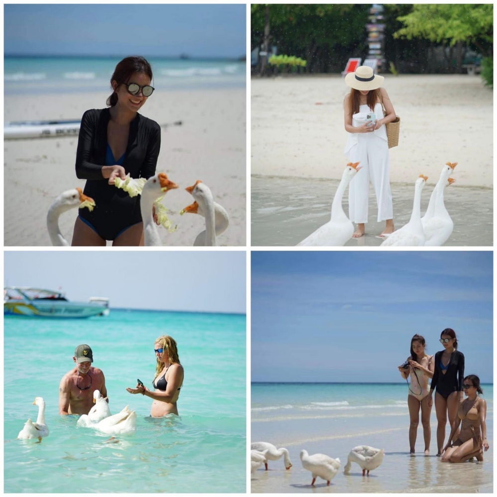 喜歡靜態的活動亦可以餵鵝～