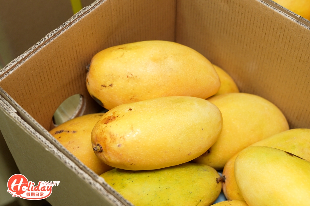 店家的芒果甜品之所以受歡迎,皆因選用菲律賓的呂宋芒,果味特別鮮甜濃郁!