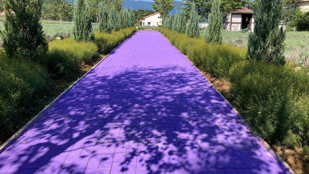 就連馬路都塗成紫色～