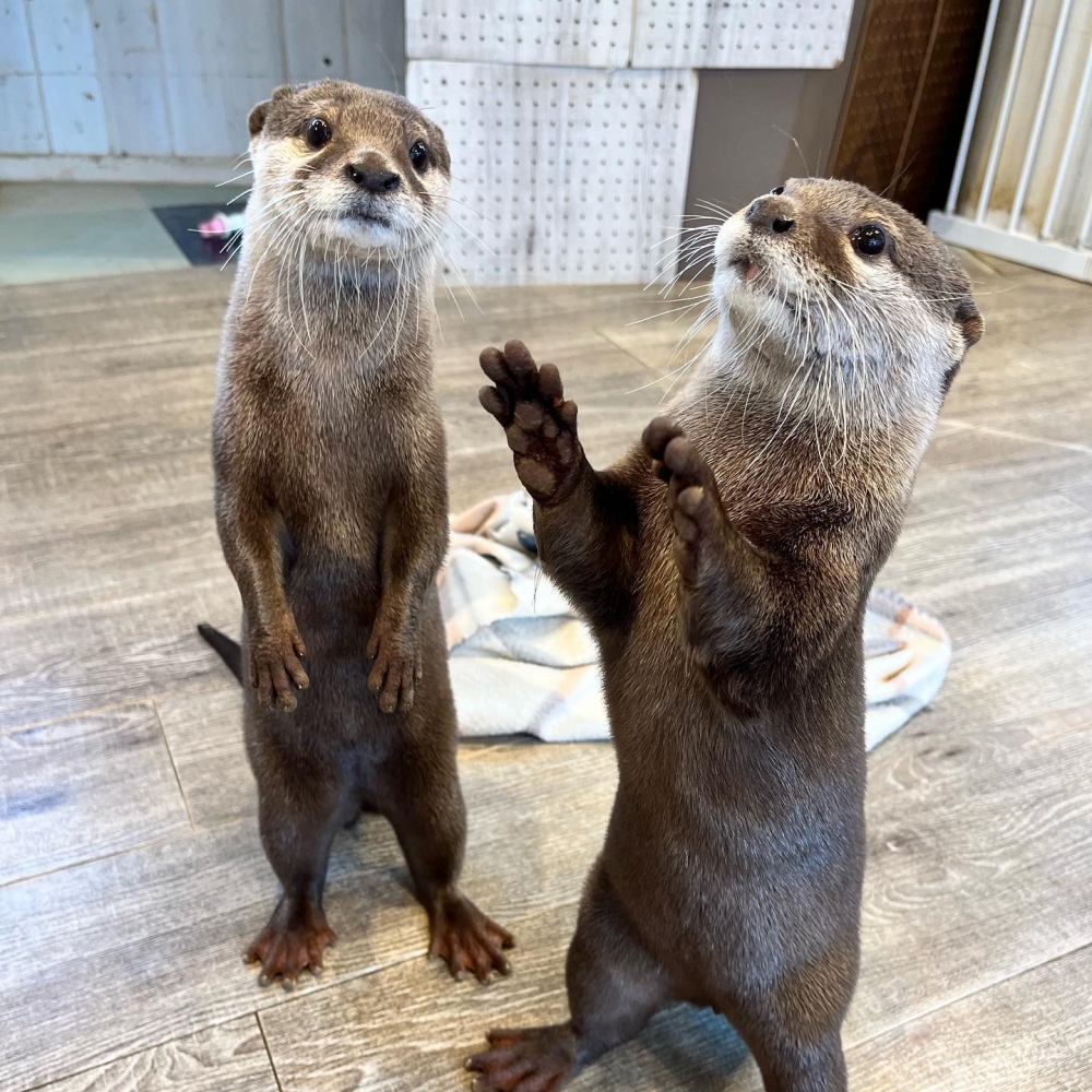 HARRY HARAJUKU terrace FB