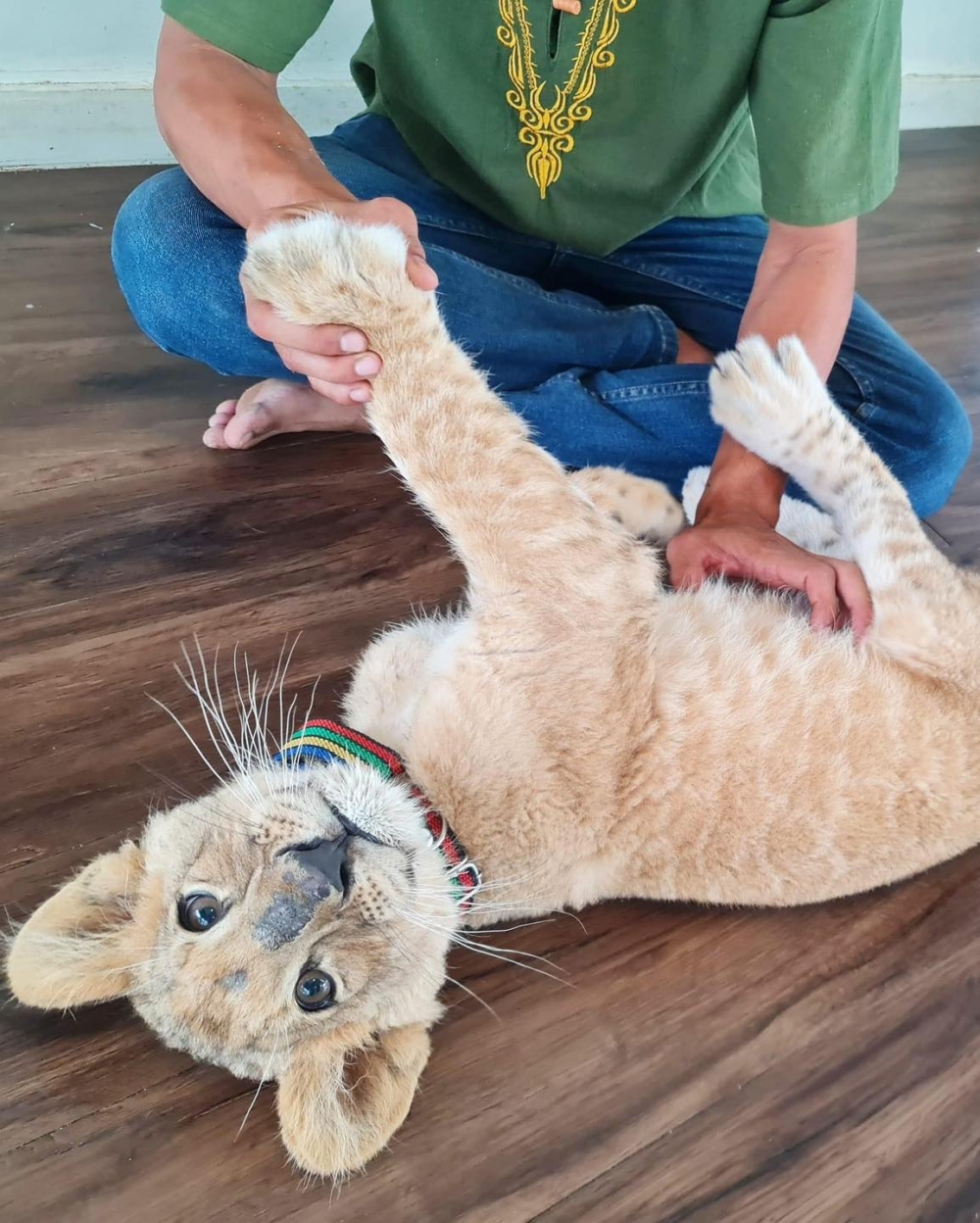 除了可以近距離接觸，更能直接觸摸獅子！