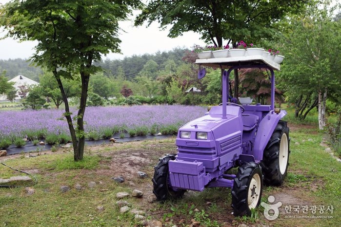 農場內處處可見紫色裝置供大家打卡！