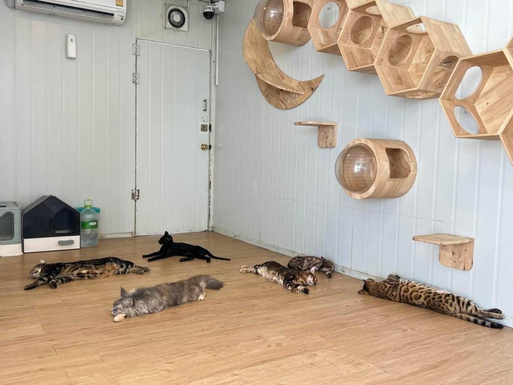 除了鎮店之寶獅子，仲有多隻罕見品種的貓貓！