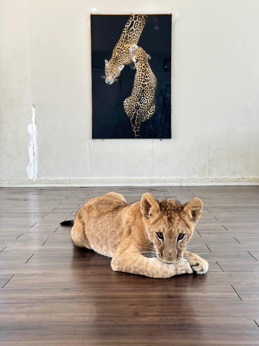 客人會在馴獸師的陪同下與獅子互動！