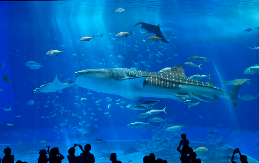 想睇珊瑚同海底生物可以去水族館