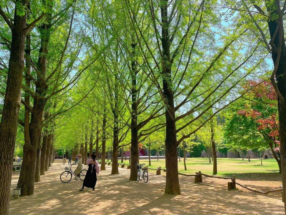 銀杏樹同水杉林可以話係當地最具代表性風景。