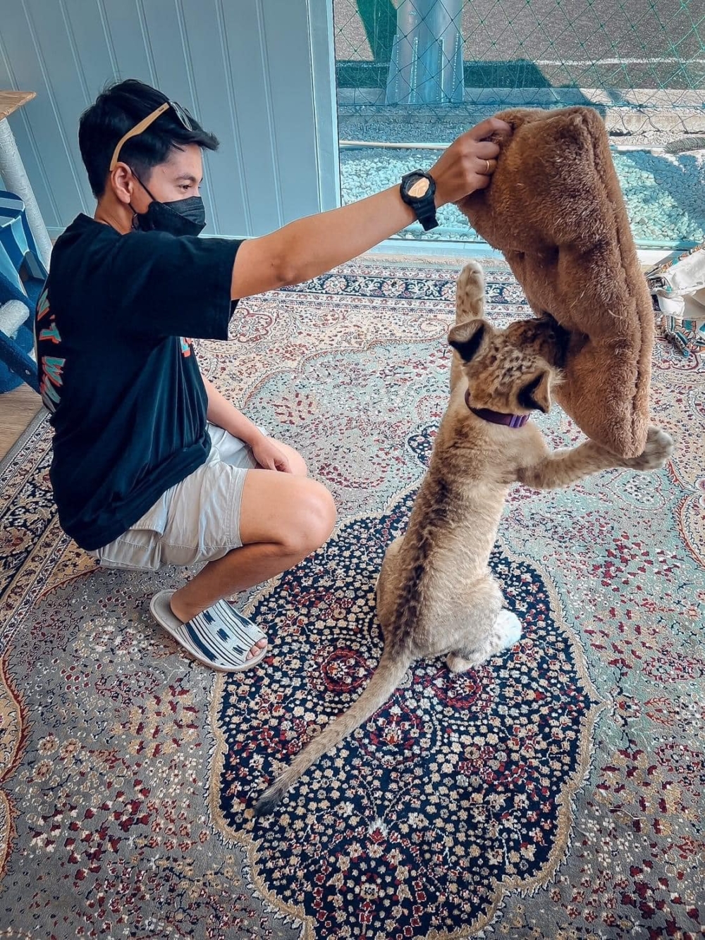 進入獅子房有年齡限制，小朋友只能在外面觀看！