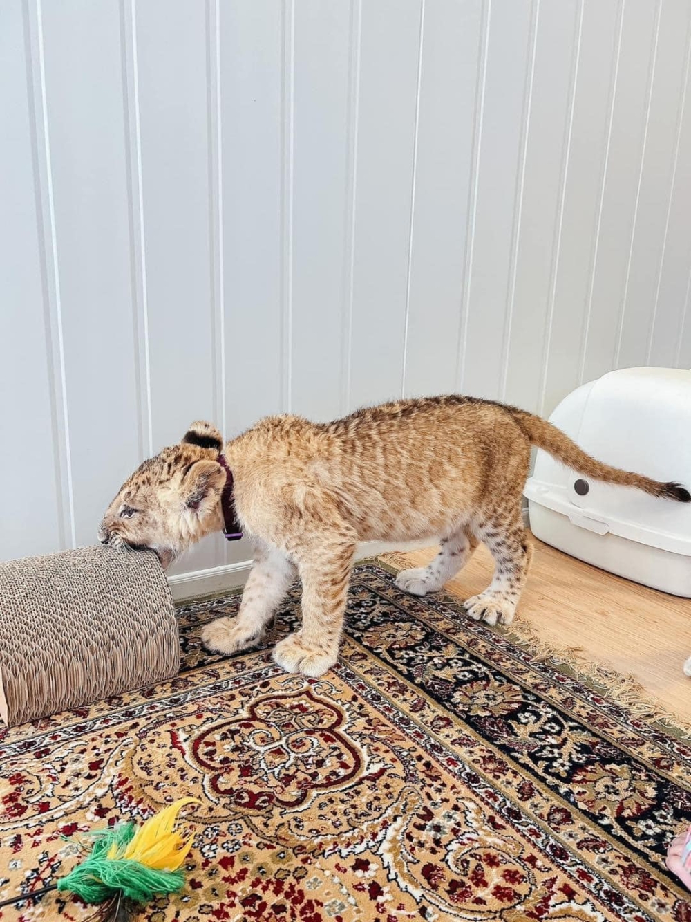 獅子有時候會十分調皮，小心被嚇到！