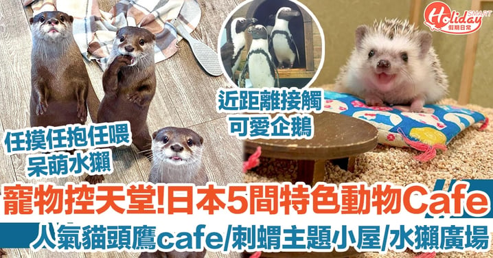 寵物控天堂!日本5間特色動物Cafe 人氣貓頭鷹cafe/刺蝟主題小屋/水獺廣場