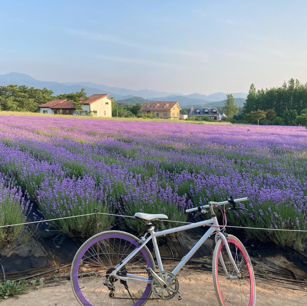 單車係HANI農場其中一個熱門打卡位！
