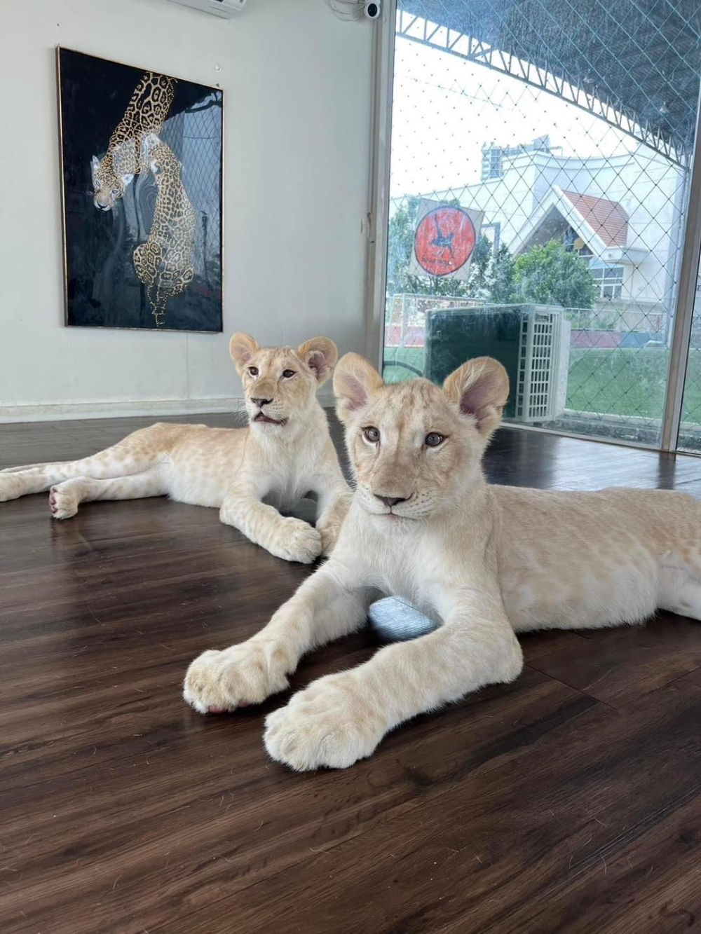 Cafe最大的亮點係可以擼獅子！