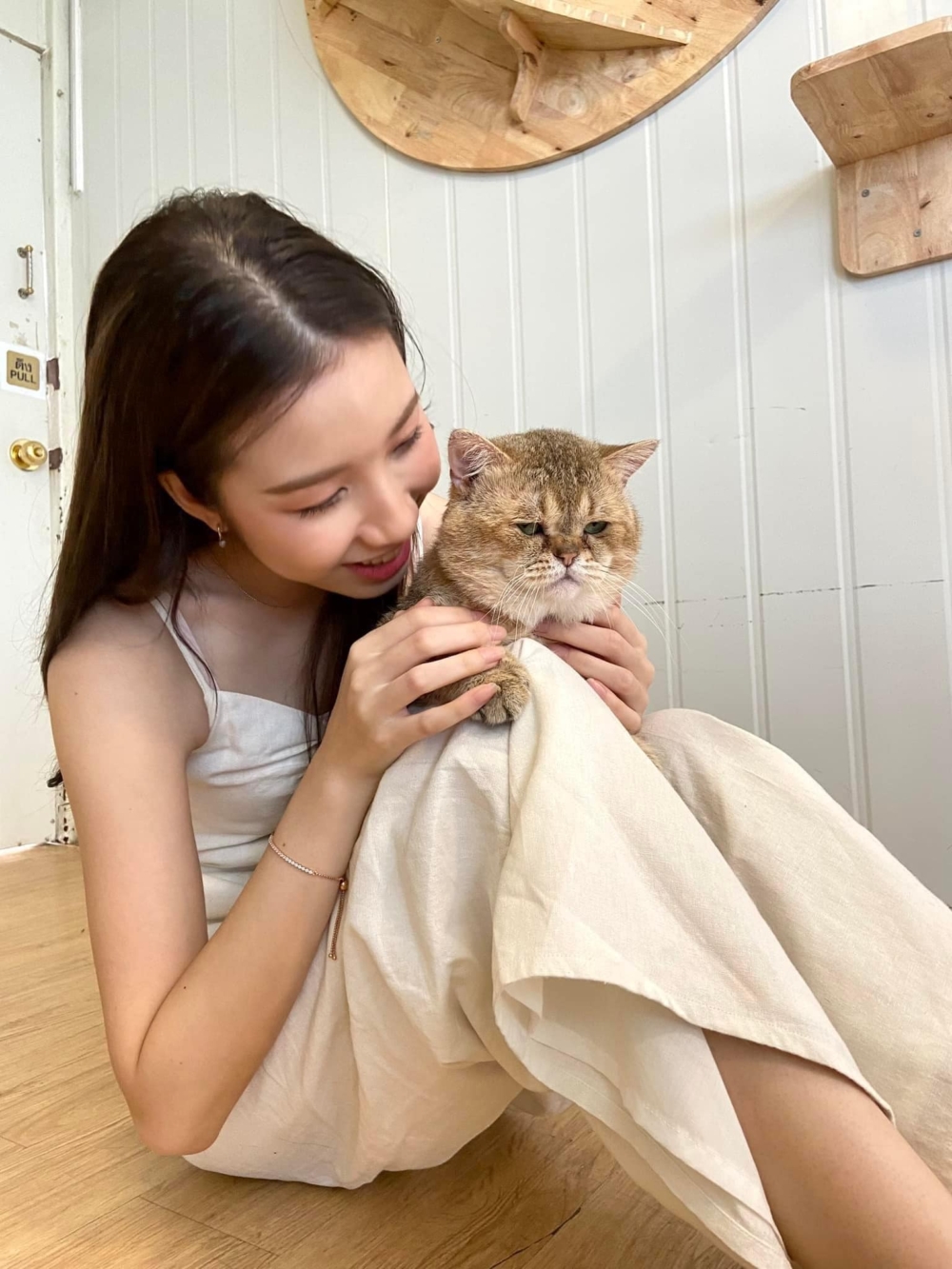 客人同樣可以與貓貓們互動玩樂！