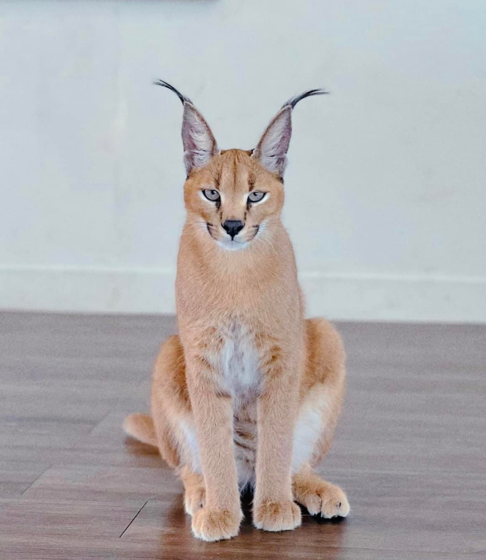 傲嬌可愛的獰貓！