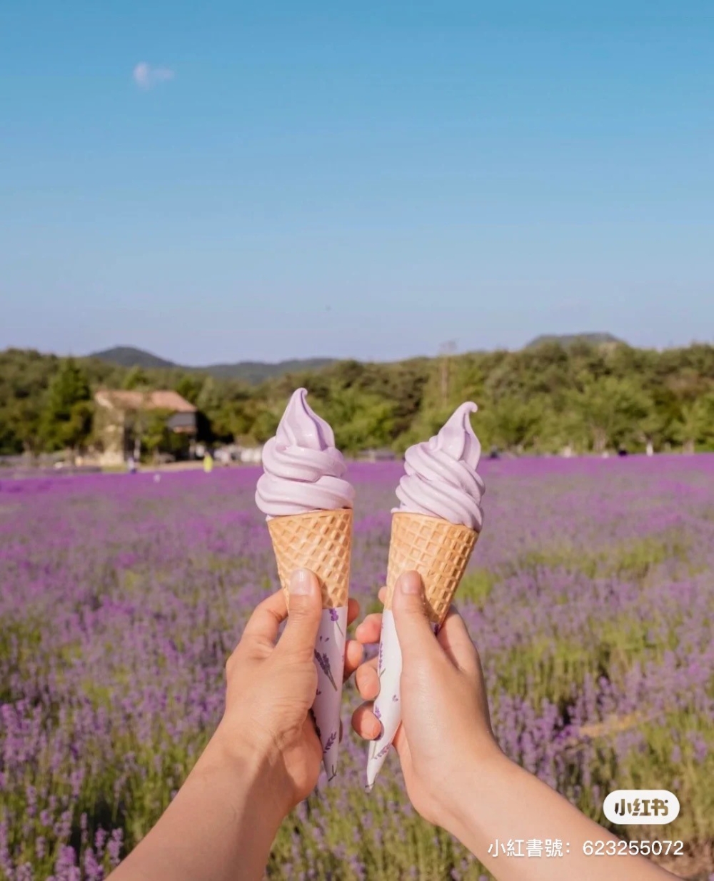 必食的薰衣草冰淇淋，顏色超夢幻～